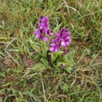 Cricket Field and Pavilion Maintenance