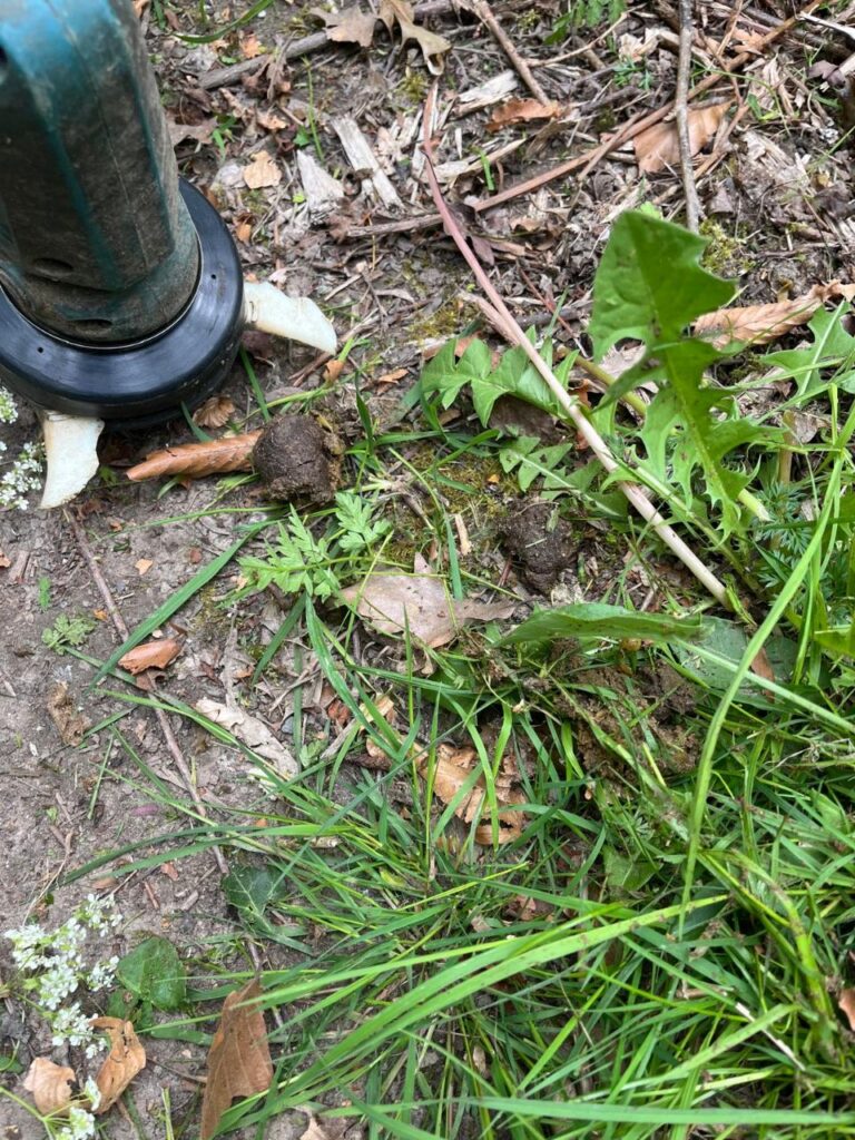 Photo of strimmer with dog poo
