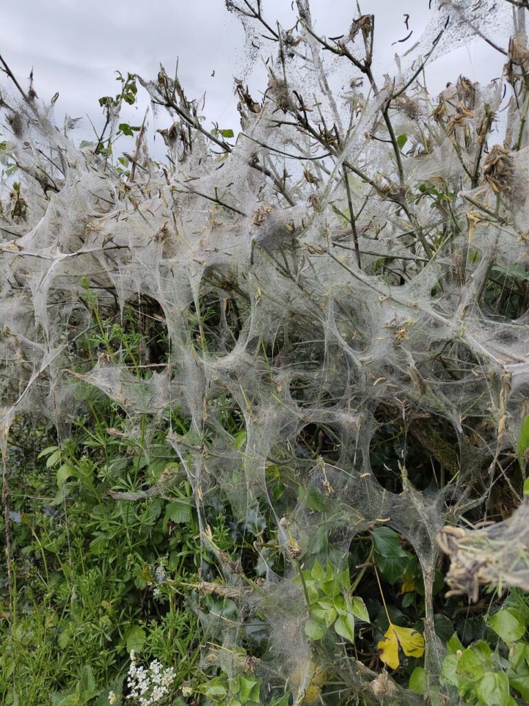 Photo of ermine moth silk web on hedge