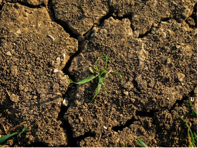 Image of failed crop